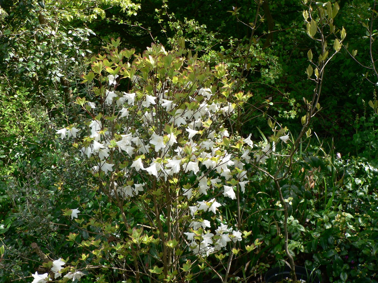 R. quinquefolium